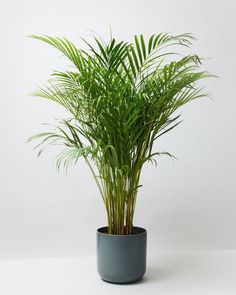 Dypsis lutescens 3
