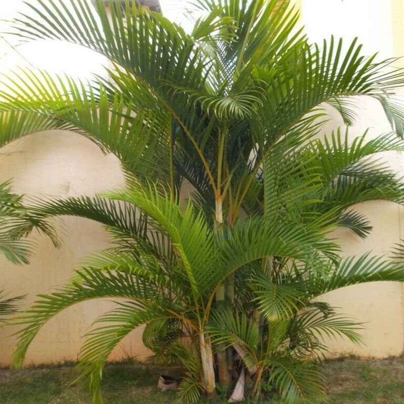 Dypsis lutescens Golden Cane Palm Areca Palm 5 Seeds 2