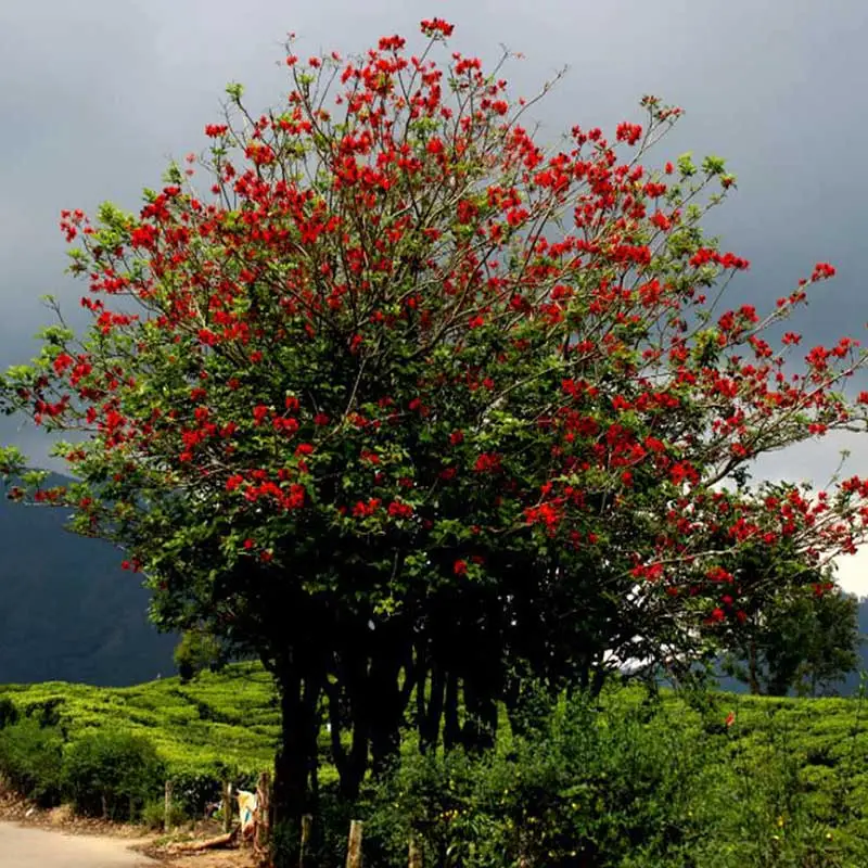 Erythrina variegata Indian Coral Tree World of Flowering Plants