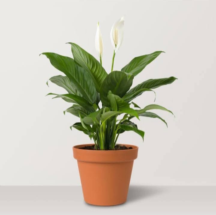 spathiphyllum
