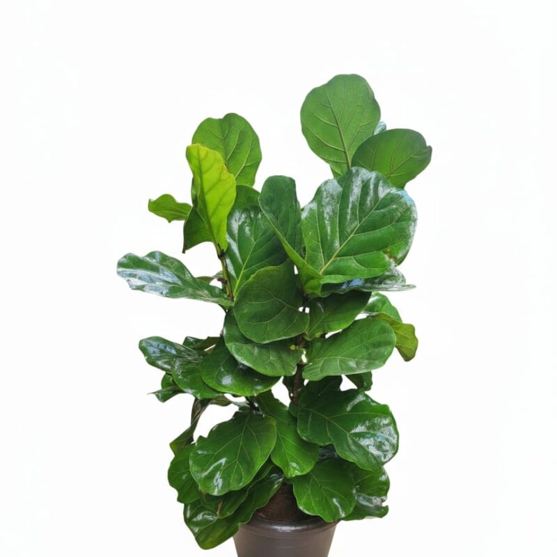 Ficus lyrata