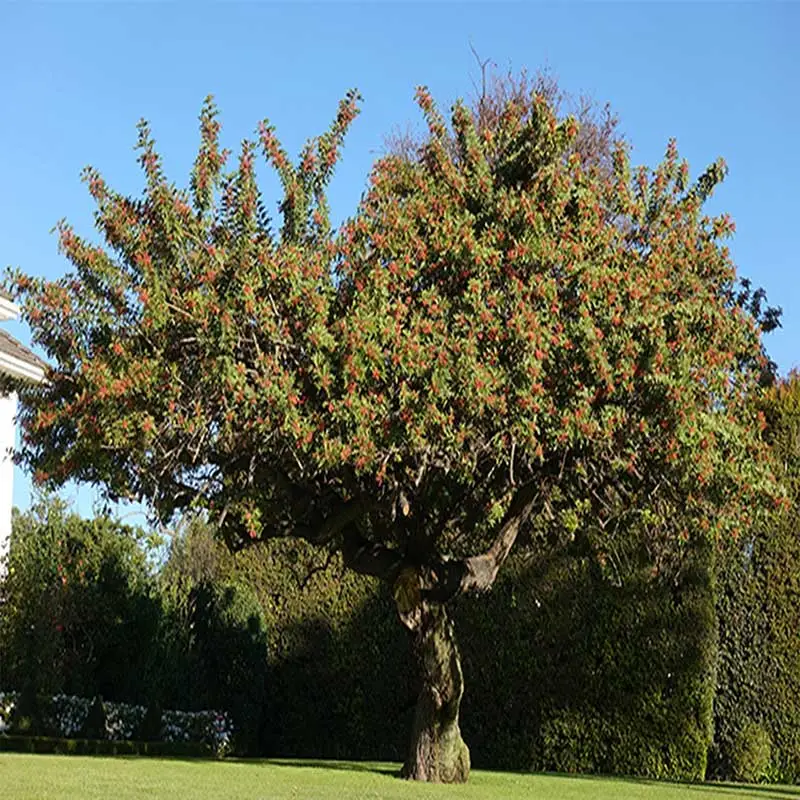 schinus terebinthifolia tree2