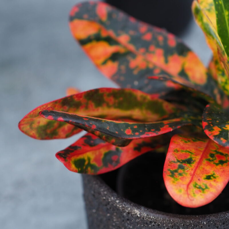 Kroton ‘Red banana Codiaeum. (1)