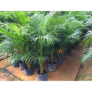 Buy Dypsis lutescens - Areca Palm online - Garden Hub