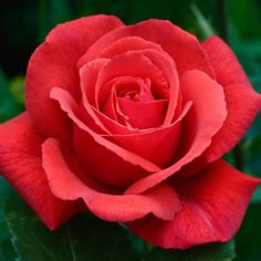 rosa hybrida