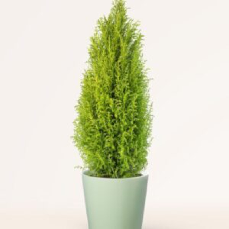 Cupressus macrocarpa