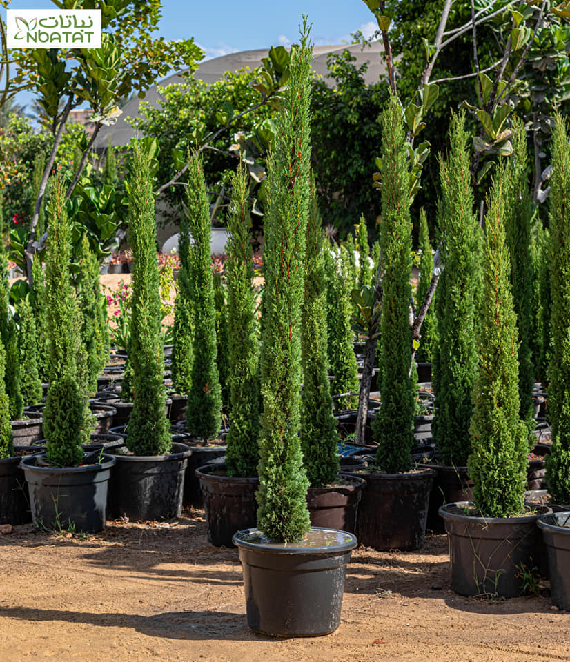 thumbnail image 2 of Cupressus Sempervirens 'Italian Cypress' Tree Seeds – Grow Your Own 2 of 4