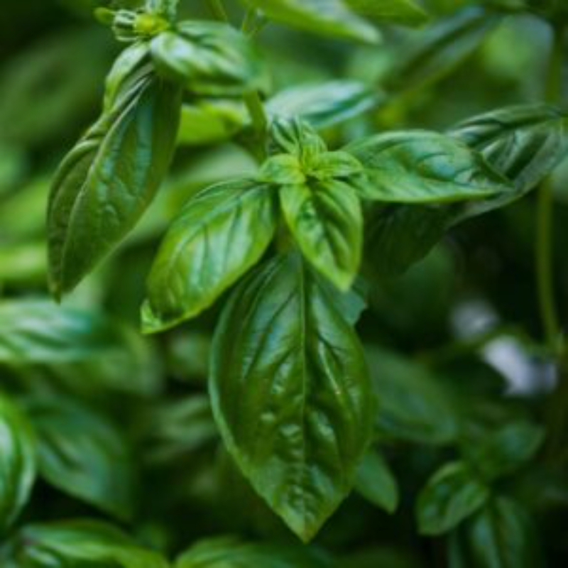 Ocimum basilicum - basil plant