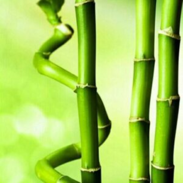بامبو - عصا موسي