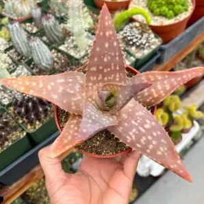 888888888888888888888888888888