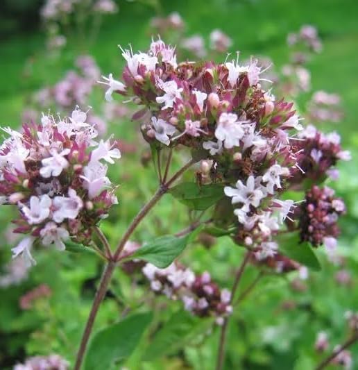 Marjoram seeds