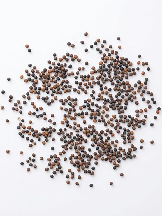 Marjoram seeds